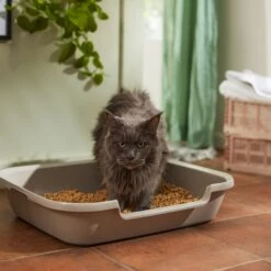 Nature's Logic All Natural Pine Unscented Non-Clumping Wood Cat Litter -Cat Supply Store 153908 PT3. AC SS1800 V1680789625