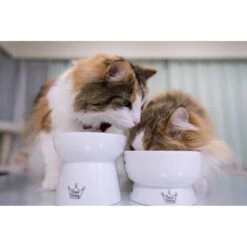 Necoichi Ceramic Elevated Cat Water Bowl 15 Necoichi Ceramic Elevated Cat Water Bowl -Cat Supply Store 183505 PT6. AC SS1800 V1627496172