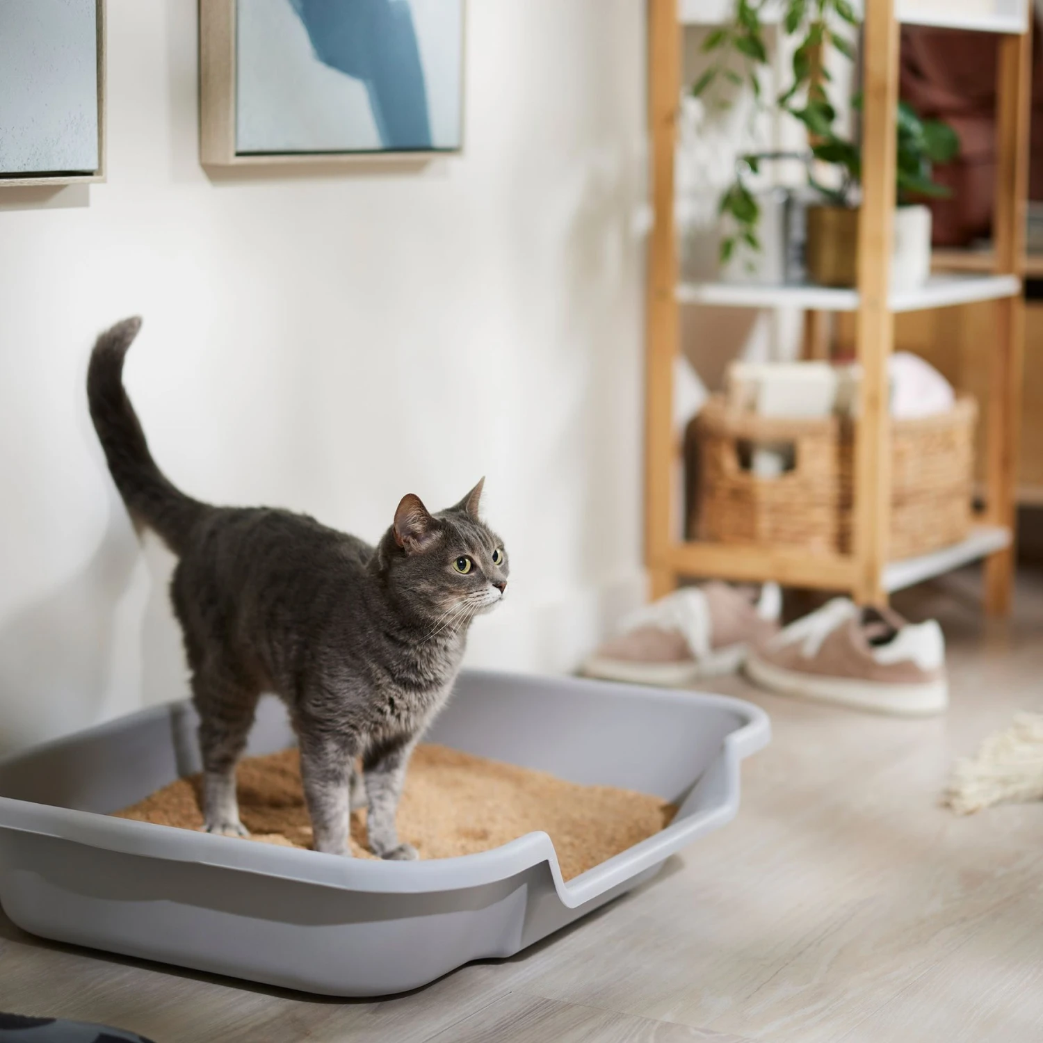 Catalyst Pet Multi-Cat Formula Cat Litter 6 Catalyst Pet Multi-Cat Formula Cat Litter - Image 4