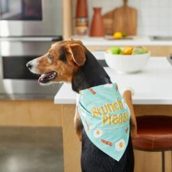 Frisco Brunch Please Dog & Cat Bandana -Cat Supply Store 249207 PT5. AC SS1800 V1696597732