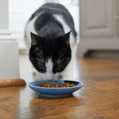 Frisco Cat Face Non-skid Ceramic Cat Dish, Blue 11 Frisco Cat Face Non-skid Ceramic Cat Dish, Blue -Cat Supply Store 256101 PT3. AC SS1800 V1617130591