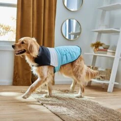 Frisco Mediumweight Colorblock Insulated Dog & Cat Puffer Coat With Pocket, Blue 15 Frisco Mediumweight Colorblock Insulated Dog & Cat Puffer Coat With Pocket, Blue -Cat Supply Store 268311 PT8. AC SS1800 V1629766581