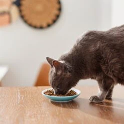 Pixar Finding Nemo Non-Skid Ceramic Cat Dish 9 Pixar Finding Nemo Non-Skid Ceramic Cat Dish -Cat Supply Store 291405 PT3. AC SS1800 V1633980066