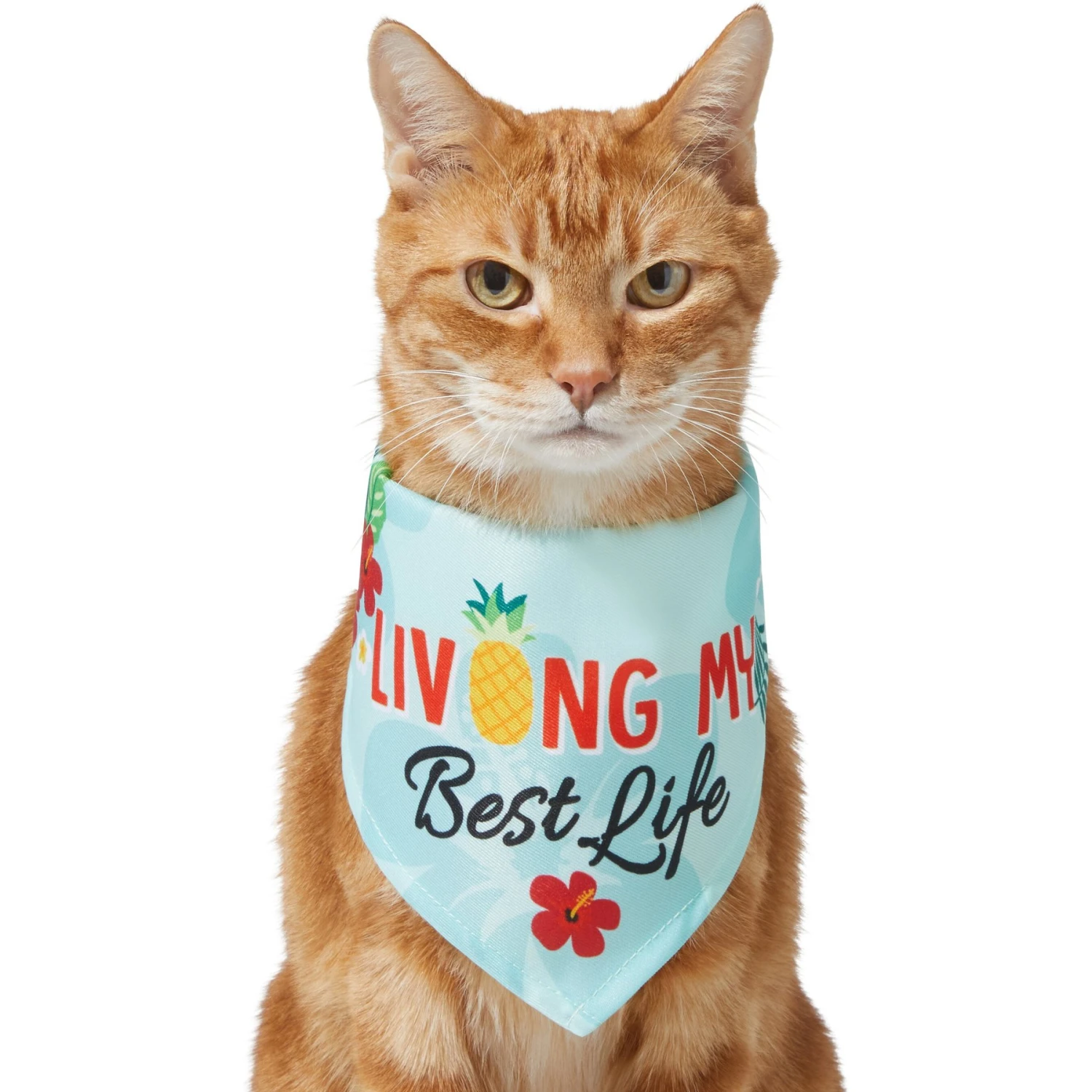 Frisco Living My Best Life Dog & Cat Bandana 5 Frisco Living My Best Life Dog & Cat Bandana - Image 3