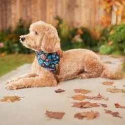 Pixar Coco Remember Me Dog & Cat Bandana 14 Pixar Coco Remember Me Dog & Cat Bandana -Cat Supply Store 335293 PT7. AC SS1800 V1658150482