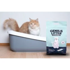 Alpha Paw Genius Litter With Health Indicator Cat Litter, 6-lbs -Cat Supply Store 344555 PT3. AC SS1800 V1667332411