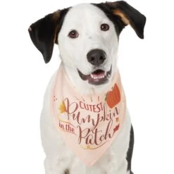 Frisco Cutest Pumpkin In The Patch Dog & Cat Bandana 12 Frisco Cutest Pumpkin In The Patch Dog & Cat Bandana -Cat Supply Store 353777 PT2. AC SS1800 V1659010334