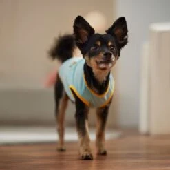 Frisco Just Another Day In Paradise Dog & Cat T-Shirt 14 Frisco Just Another Day In Paradise Dog & Cat T-Shirt -Cat Supply Store 556406 PT5. AC SS1800 V1675099506