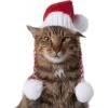 Frisco Chunky Knit Santa Dog & Cat Hat 2 Frisco Chunky Knit Santa Dog & Cat Hat -Cat Supply Store 744878 MAIN. AC SS1800 V1694812847