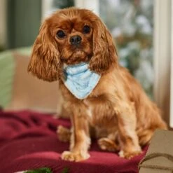 Frisco Reversible Snowflake Cozy Knit Faux Fur Dog & Cat Pullover Bandana, 1 Count 14 Frisco Reversible Snowflake Cozy Knit Faux Fur Dog & Cat Pullover Bandana, 1 Count -Cat Supply Store 746630 PT6. AC SS1800 V1694799358