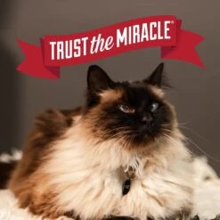 Nature's Miracle Multi-Cat Clumping Clay Cat Litter, 40-lb Bag 17 Nature's Miracle Multi-Cat Clumping Clay Cat Litter, 40-lb Bag -Cat Supply Store 767550 PT7. AC SS1800 V1675442941