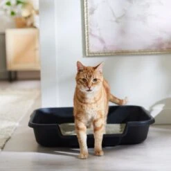 Arm & Hammer Litter Clump & Seal Multi-Cat Scented Clumping Clay Cat Litter 14 Arm & Hammer Litter Clump & Seal Multi-Cat Scented Clumping Clay Cat Litter -Cat Supply Store 78026 PT3. AC SS1800 V1680789649