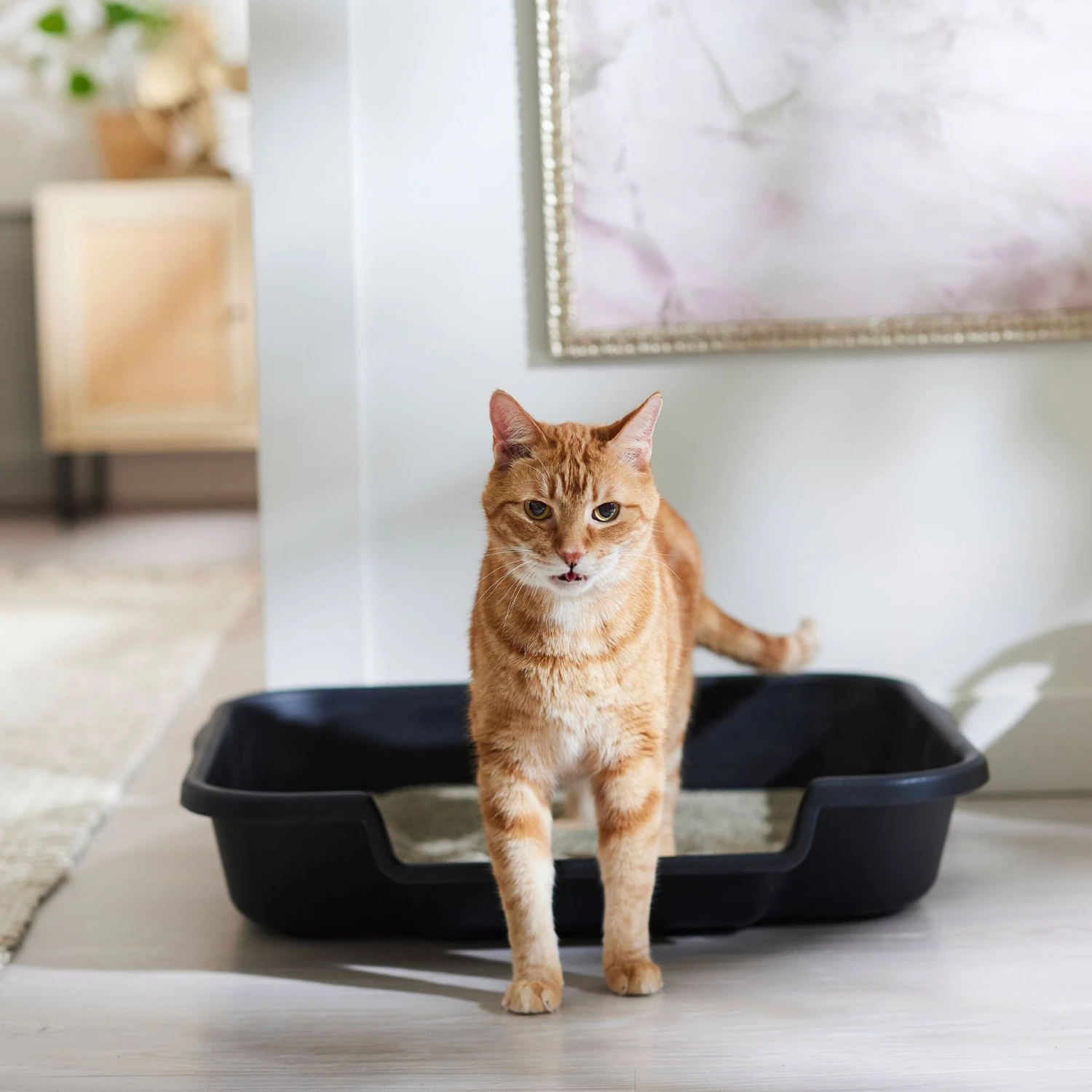 Arm & Hammer Litter Clump & Seal Multi-Cat Scented Clumping Clay Cat Litter 6 Arm & Hammer Litter Clump & Seal Multi-Cat Scented Clumping Clay Cat Litter - Image 4